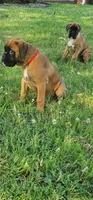New litter coming March  , a  Boxer for sale in Brownsville, TN – Photo 7 of 7
