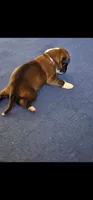 100% European Flashy Fawn Female  Amazing , a female Boxer for sale in Brownsville, TN – 4 of 9