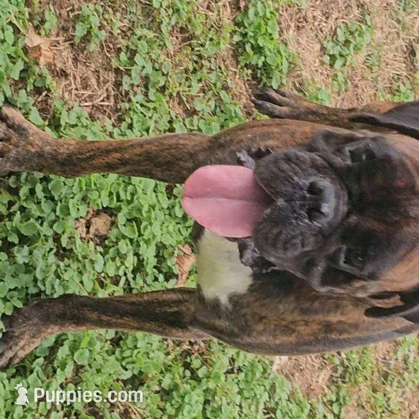 New litter coming March  , a  Boxer for sale in Brownsville, TN – Photo 2 of 7