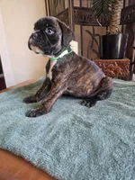 New litter coming March  , a  Boxer for sale in Brownsville, TN – Photo 7 of 7