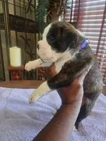 New litter coming March  , a  Boxer for sale in Brownsville, TN – Photo 6 of 7