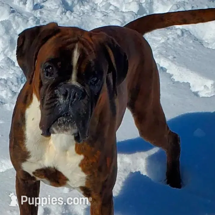 New litter coming March  