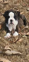 New litter coming March  , a  Boxer for sale in Brownsville, TN – Photo 3 of 7