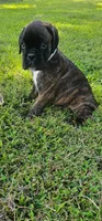 New litter coming March  , a  Boxer for sale in Brownsville, TN – Photo 4 of 7