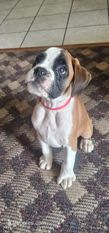100% European  Flashy Fawn Male  – Boxer puppy for sale in Brownsville, TN