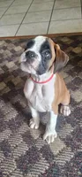 100% European  Flashy Fawn Male , a male Boxer for sale in Brownsville, TN – 1 of 8
