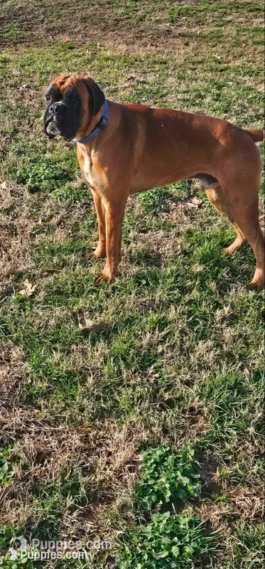 Our 100% European Studs Stunning 😍  – Boxer puppy for sale in Brownsville, TN