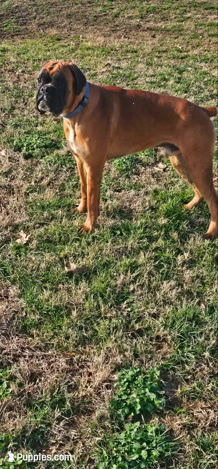 Our 100% European Studs Stunning 😍 , a male Boxer for sale in Brownsville, TN – 1 of 6