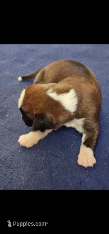 100% European Flashy Fawn Female  Amazing  – Boxer puppy for sale in Brownsville, TN