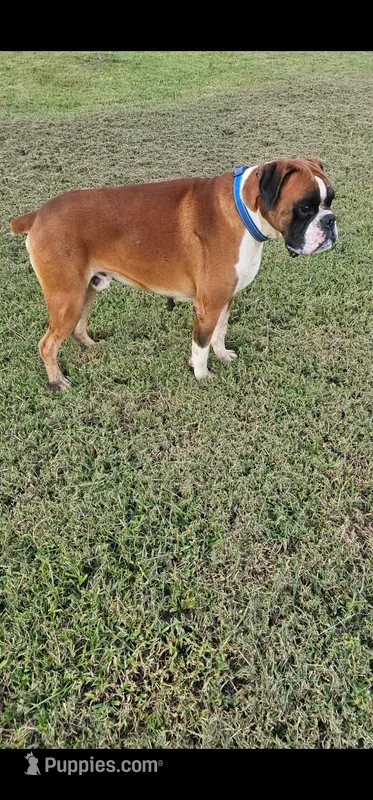 Our 100% European Studs Stunning 😍  – Boxer puppy for sale in Brownsville, TN
