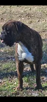 Our 100% European Studs Stunning 😍 , a male Boxer for sale in Brownsville, TN – 3 of 6