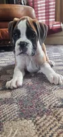 100% European  Flashy Fawn Male , a male Boxer for sale in Brownsville, TN – 4 of 8
