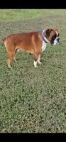 Our 100% European Studs Stunning 😍 , a male Boxer for sale in Brownsville, TN – 2 of 6
