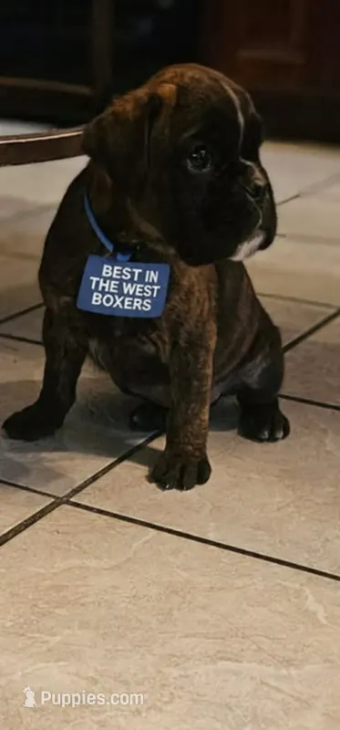 Waiting  list 100% European Brindle 8-9-2026 – Boxer puppy for sale in Brownsville, TN