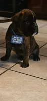 Waiting  list 100% European Brindle 8-9-2026, a male Boxer for sale in Brownsville, TN – 1 of 5