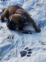 100% European Fawn  Female  Amazing , a female Boxer for sale in Brownsville, TN – 3 of 9