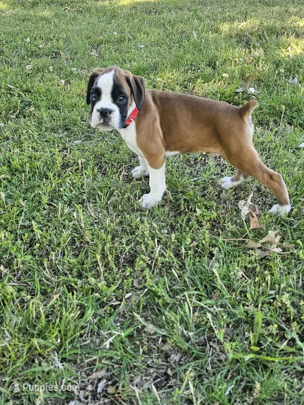100% Flashy Fawn Male  – Boxer puppy for sale in Brownsville, TN