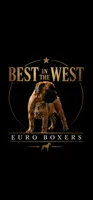 Waiting list For 100%  European Fawn 8-9-2026, a male Boxer for sale in Brownsville, TN – 3 of 5