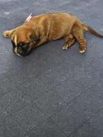 100% European Fawn  Female  Amazing , a female Boxer for sale in Brownsville, TN – 3 of 9