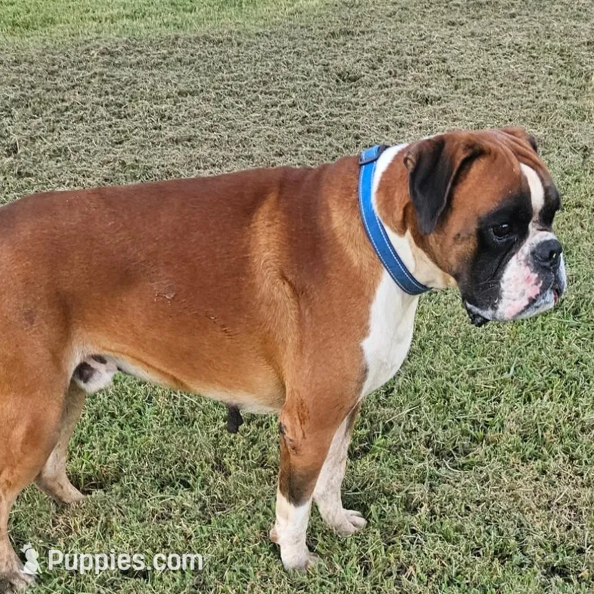 All these litters  coming in March 