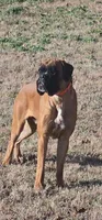 All these litters  coming in March , a  Boxer for sale in Brownsville, TN – Photo 8 of 10