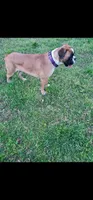 All these litters  coming in March , a  Boxer for sale in Brownsville, TN – Photo 9 of 10