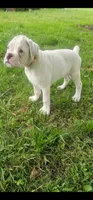 100% European Male  Last pup of Litter , a male Boxer for sale in Brownsville, TN – 2 of 6