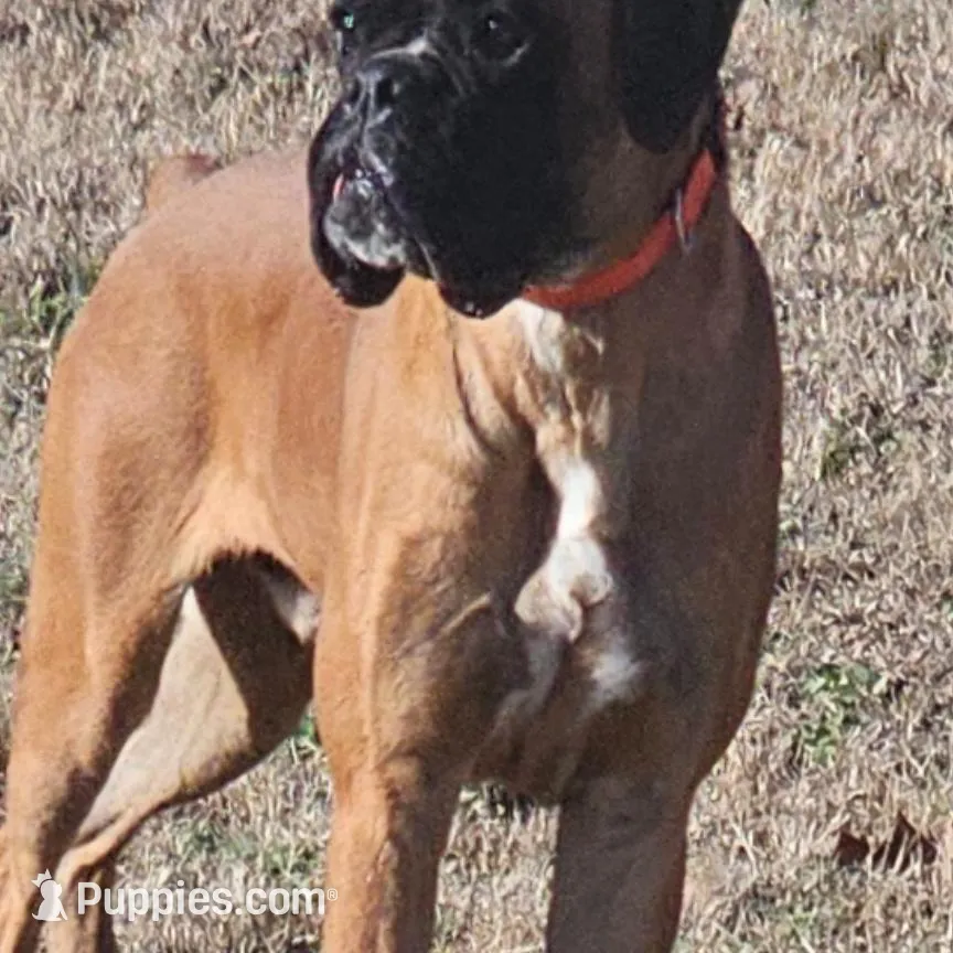 New litter coming March  , a  Boxer for sale in Brownsville, TN – Photo 2 of 6