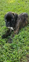 New litter coming March  , a  Boxer for sale in Brownsville, TN – Photo 4 of 6