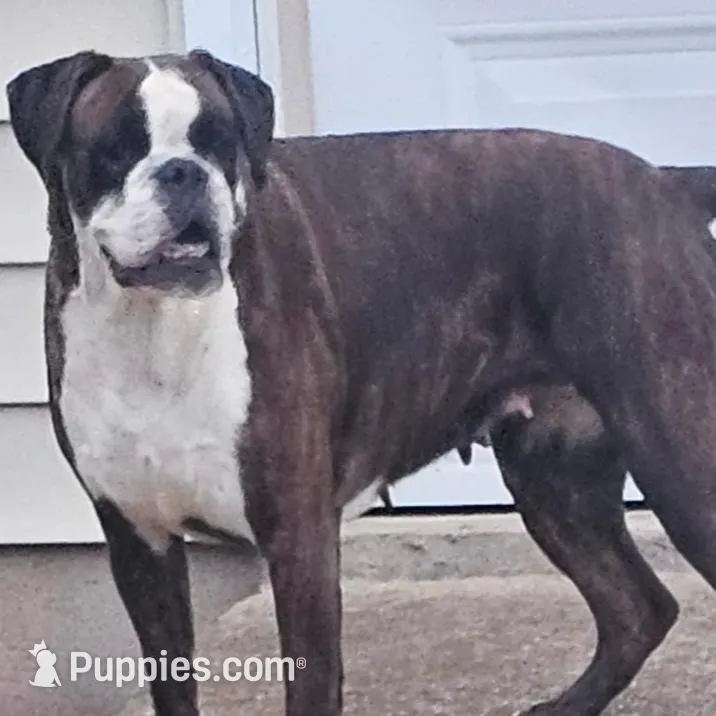 New litter coming March  