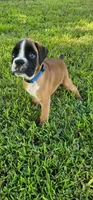 New litter coming March  , a  Boxer for sale in Brownsville, TN – Photo 3 of 6