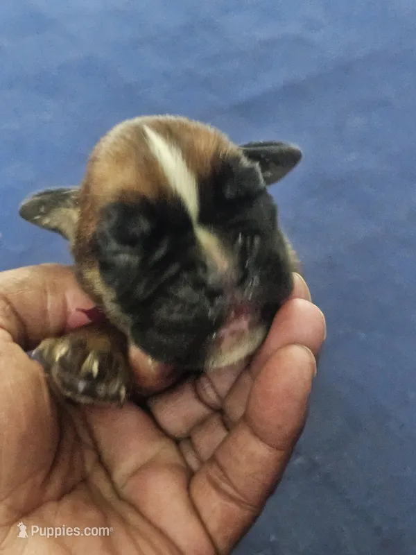 100% European Fawn  Female  Amazing  – Boxer puppy for sale in Brownsville, TN