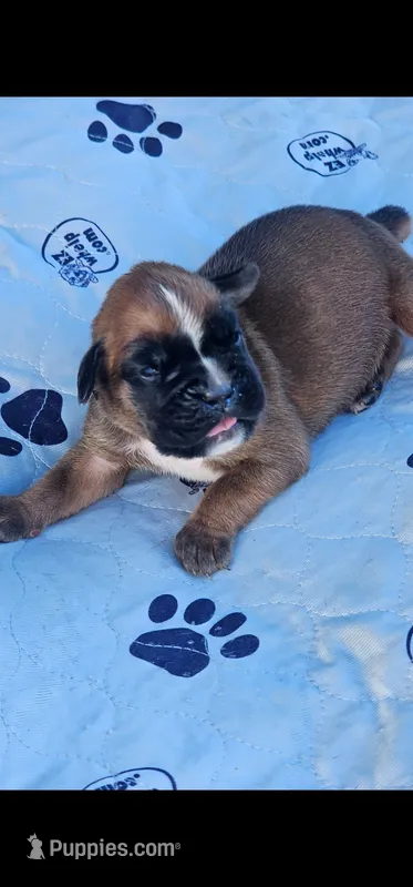 100% European Fawn  Female  Amazing  – Boxer puppy for sale in Brownsville, TN