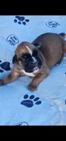 100% European Fawn  Female  Amazing , a female Boxer for sale in Brownsville, TN – 2 of 9