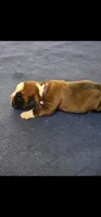 100% European Flashy Fawn Female  Amazing , a female Boxer for sale in Brownsville, TN – 6 of 9