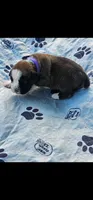 100% European Flashy Fawn Female  Amazing , a female Boxer for sale in Brownsville, TN – 2 of 9