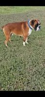 100% European Male  Last pup of Litter , a male Boxer for sale in Brownsville, TN – 3 of 6
