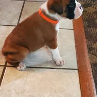 New litter coming March  , a  Boxer for sale in Brownsville, TN – Photo 5 of 6