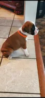 New litter coming March  , a  Boxer for sale in Brownsville, TN – Photo 5 of 6
