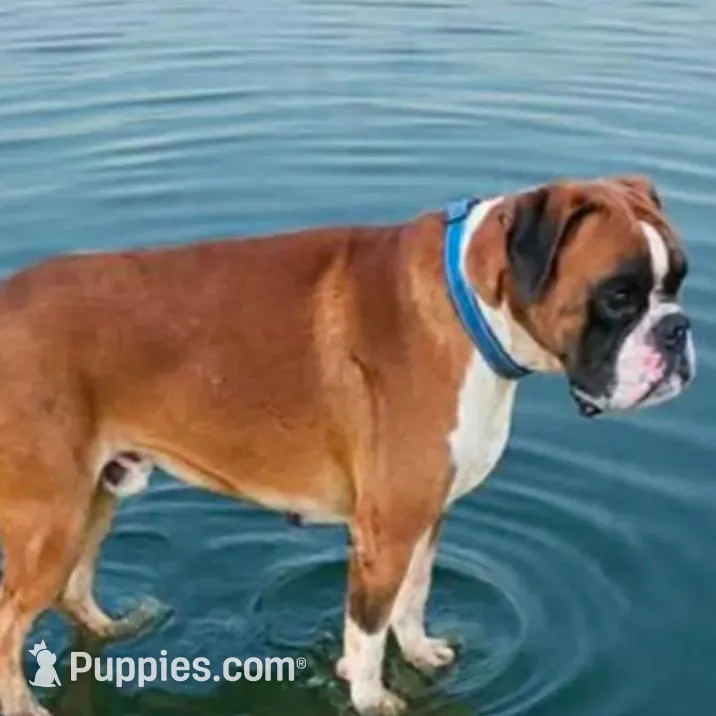 New litter coming March  