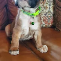 New litter coming March  , a  Boxer for sale in Brownsville, TN – Photo 6 of 6