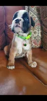 New litter coming March  , a  Boxer for sale in Brownsville, TN – Photo 6 of 6