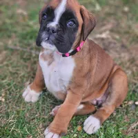 New litter coming March  , a  Boxer for sale in Brownsville, TN – Photo 2 of 6