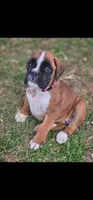 New litter coming March  , a  Boxer for sale in Brownsville, TN – Photo 2 of 6