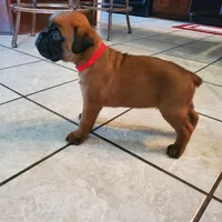 New litter coming March  , a  Boxer for sale in Brownsville, TN – Photo 3 of 6