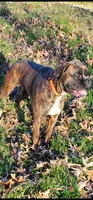 New litter coming June 4th, a  Boxer for sale in Brownsville, TN – Photo 2 of 9
