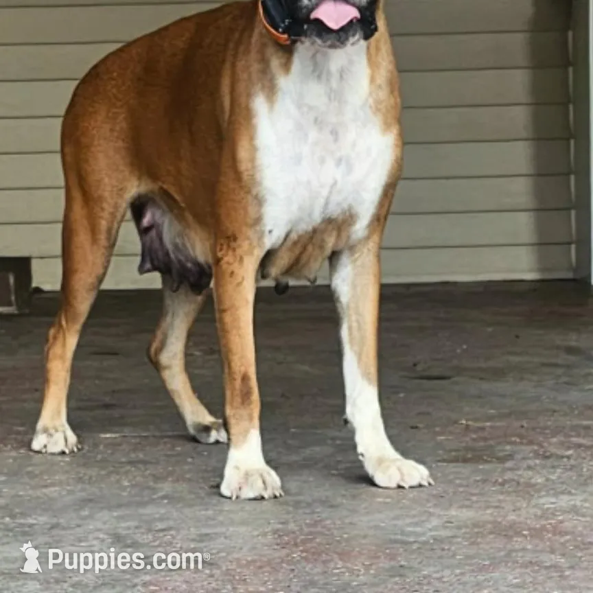 New litter coming March  , a  Boxer for sale in Brownsville, TN – Photo 4 of 6