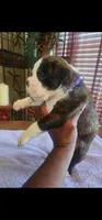 New litter coming June 4th, a  Boxer for sale in Brownsville, TN – Photo 7 of 9