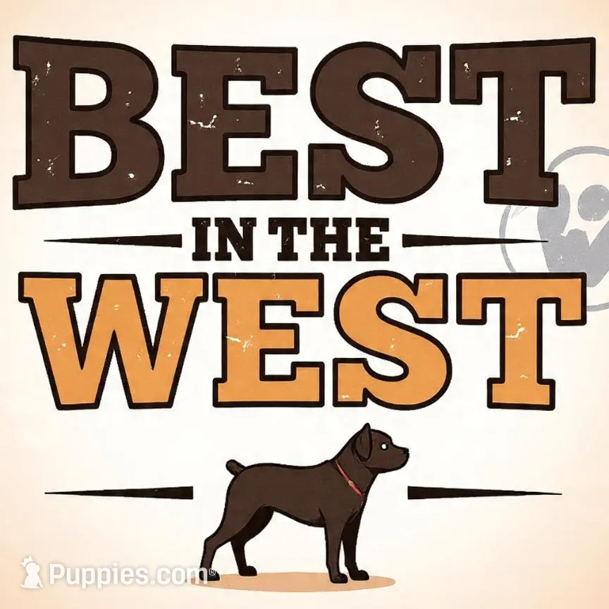 New litter coming March  , a  Boxer for sale in Brownsville, TN – Photo 2 of 2