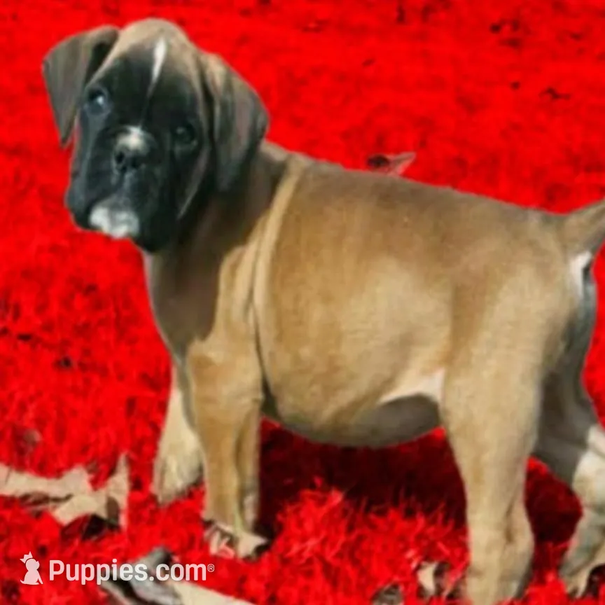 New litter coming March  